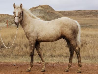 Amarillo Drift JW <BR> AQHA 6042626